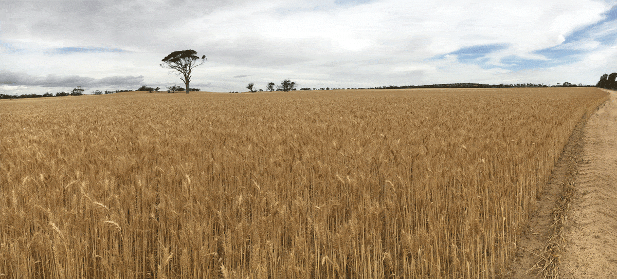 Cereal Harvest 2018